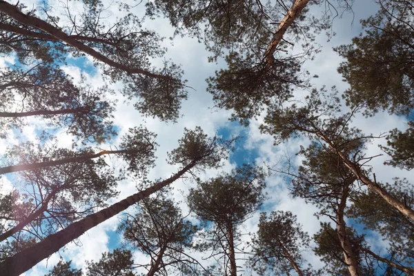 Beautiful Landscape Nature Walks Beautiful Pine Forest Background Blue — Stock Photo, Image