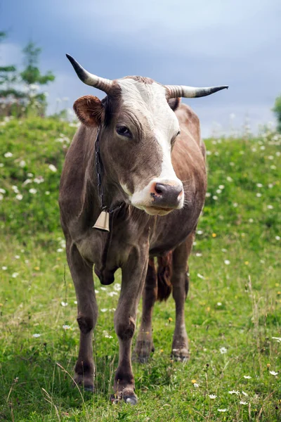 Vache Dans Pâturage Montagne — Photo