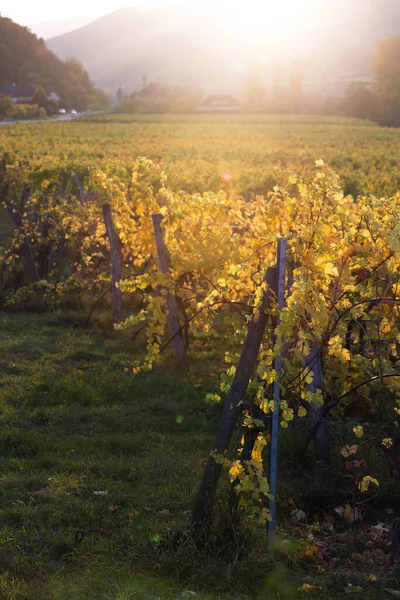 Herbstliche Weinberge Sonnenuntergang — Stockfoto