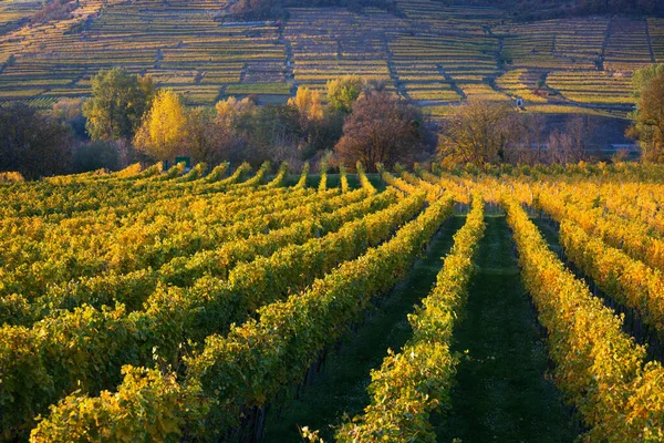 Vigneti Autunnali Tramonto — Foto Stock