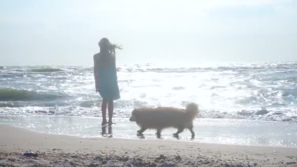 Девочка Пушистой Собакой Корги Берегу Моря Большими Бурными Волнами Солнечный — стоковое видео