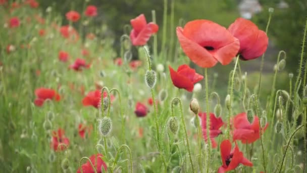 Άγρια Καλλιέργεια Παπαρούνες Λουλούδια Έναν Άνεμο Στο Πεδίο Άνοιξη — Αρχείο Βίντεο