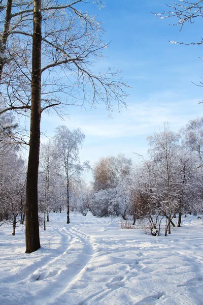 Karla kaplı orman glade izleri olan — Stok fotoğraf