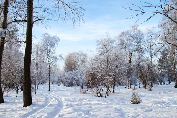 Сніговий покритий лісовою галявиною зі слідами — стокове фото