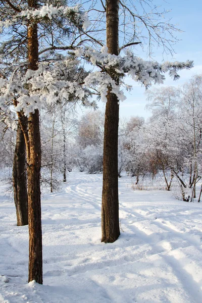 Χιονισμένο δάσος ξέφωτο με ίχνη — Φωτογραφία Αρχείου