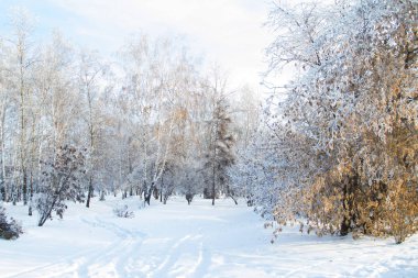 Kış Sibirya peyzaj