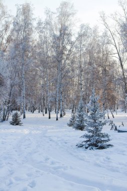 Kış Sibirya peyzaj