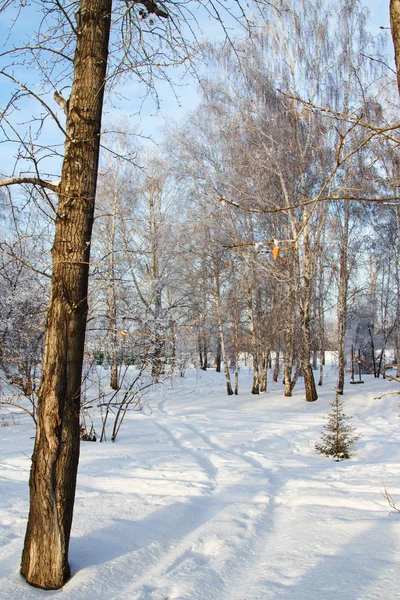 Сибірська зима краєвид — стокове фото