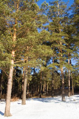 Angarsk çam. Kış manzarası