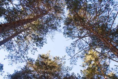 Angarsk çam. Kış manzarası