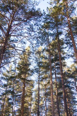 Angarsk çam. Kış manzarası