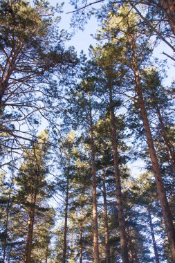 Angarsk çam. Kış manzarası