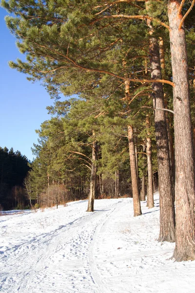 Angarsk Pine. Winter landschap Stockafbeelding