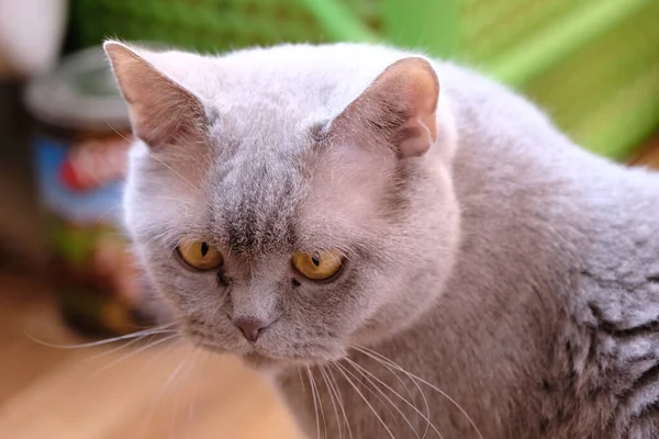 Brittisk Blå Katt Ligger Mattan Rummet — Stockfoto