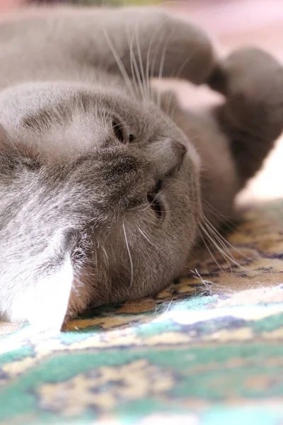 British Blue Cat Lies Carpet Room — Stock Photo, Image