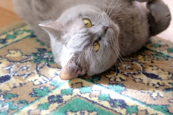 Britische Blaukatze Liegt Auf Dem Teppich Zimmer — Stockfoto
