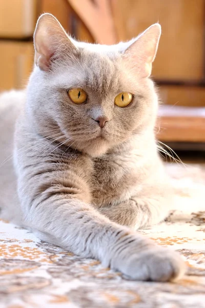 Gato Britânico Com Olhos Cobre — Fotografia de Stock