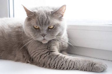 İngiliz cinsinin kedisi plastik bir pencerenin pervazında yatıyor.