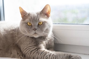 İngiliz cinsinin kedisi plastik bir pencerenin pervazında yatıyor.