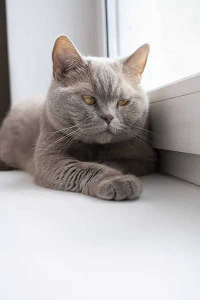 Gato Raça Britânica Encontra Parapeito Janela Uma Janela Plástico — Fotografia de Stock