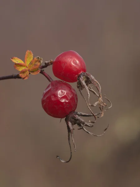 Две ягоды догроса — стоковое фото