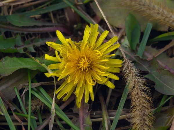 Last autumn flower dandelion — Stock Photo, Image