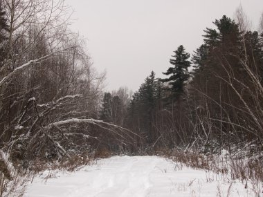 Orman yolu kış akşamları