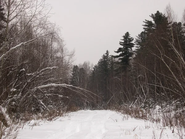 Strada forestale nella sera d'inverno — Foto Stock