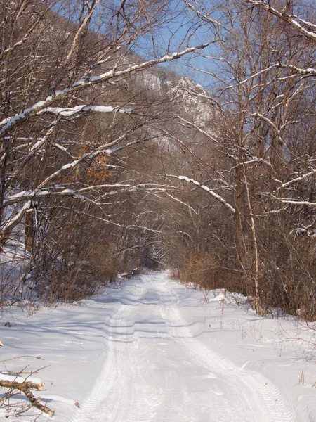 Orman yolu kış öğleden sonra — Stok fotoğraf