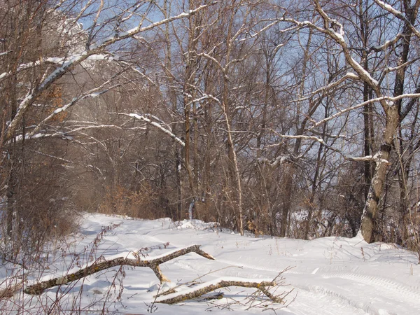 Camino del bosque en la tarde de invierno —  Fotos de Stock