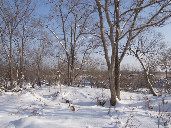 Paysage hivernal en Russie — Photo