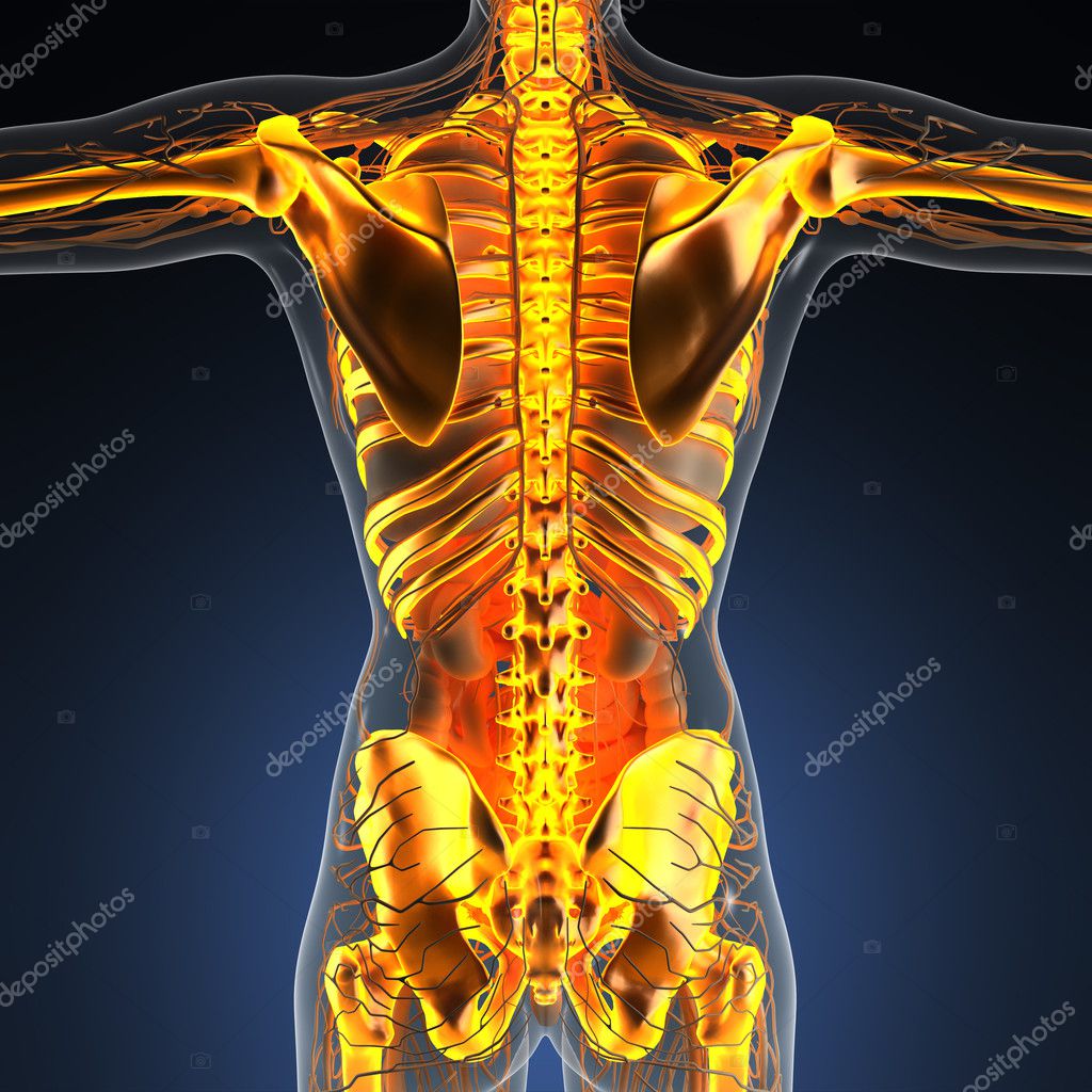 Verwonderlijk Science anatomie van het menselijk lichaam in x-stralen met glow NG-61