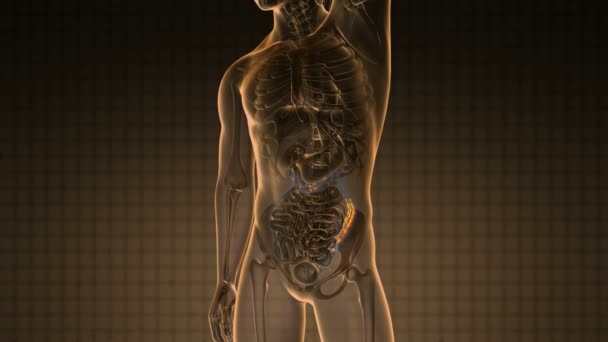 Science anatomy scan of human colon glowing with yellow — Stock Footage Science anatomy scan of human colon glowing with yellow Stock Video
