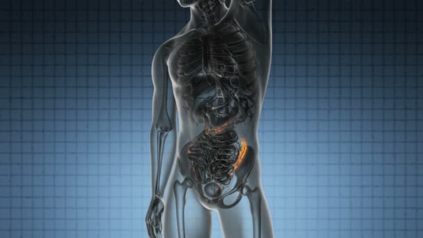 Science anatomy scan of human colon glowing with yellow — Stock Footage Science anatomy scan of human colon glowing with yellow Stock Video