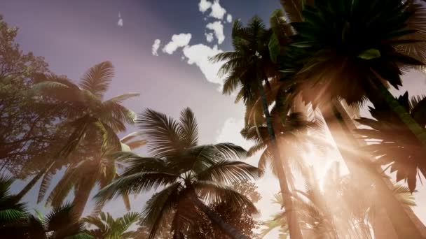 4 k Dolly záběr svěží tropické džungle v slunci s kokosy, palmy,