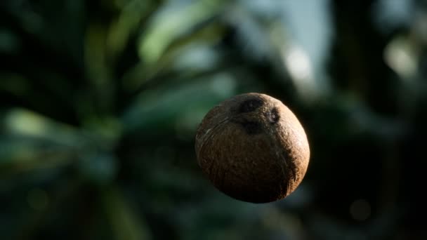 Extreme slow motion falling coconut in jungle — Stock Footage Extreme slow motion falling coconut in jungle Stock Video