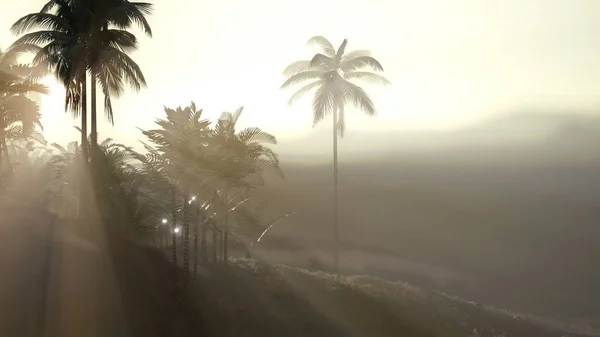 Coco palm trees tropical landscape