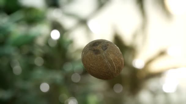 Extreme slow motion falling coconut in jungle — Stock Footage Extreme slow motion falling coconut in jungle Stock Video