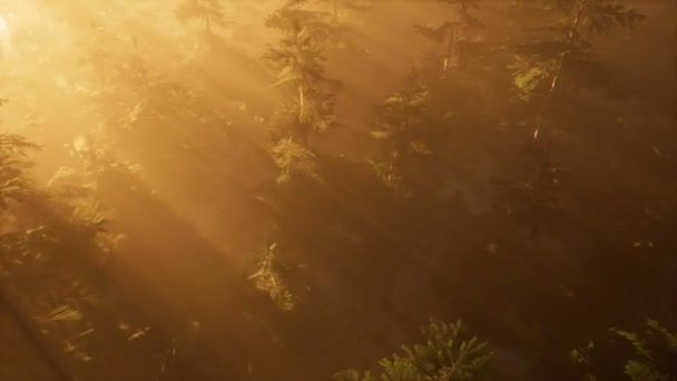 letecké sluneční paprsky v lese s mlhou