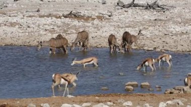 Kudu ve Springboks antilop - etkin