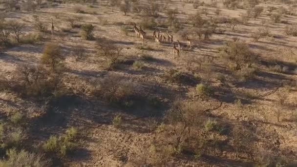 Aerial view of giraffes — Stock Video