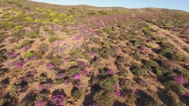 Letecký pohled na divokých květin - Jižní Afrika — Stock video