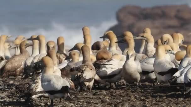Colonia di Cape gannet — Video Stock