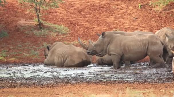Vit noshörning vältra sig i leran — Stockvideo