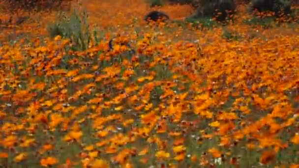 Flores silvestres - Sudáfrica — Vídeos de Stock