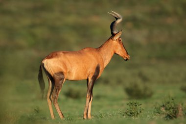 Kırmızı hartebeest antilop