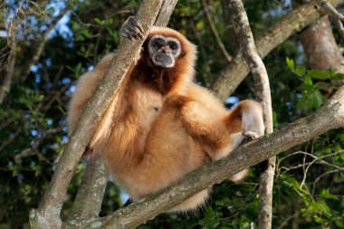 Beyaz kişili gibbon