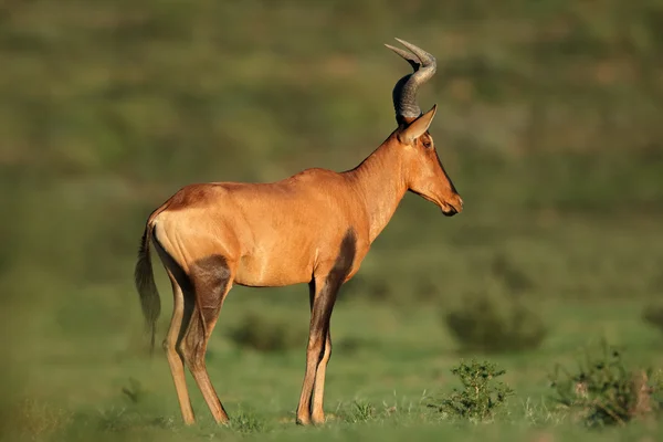 Czerwonego hartebeest antylopy — Zdjęcie stockowe