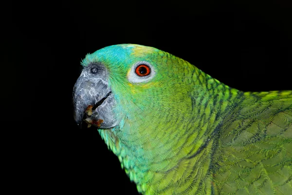 Blauwe amazone papegaai — Stockfoto