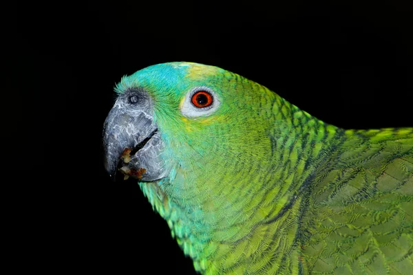 Blue fronted Amazon papagal — Fotografie, imagine de stoc